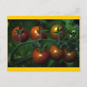 Cherry Tomaten Briefkaart