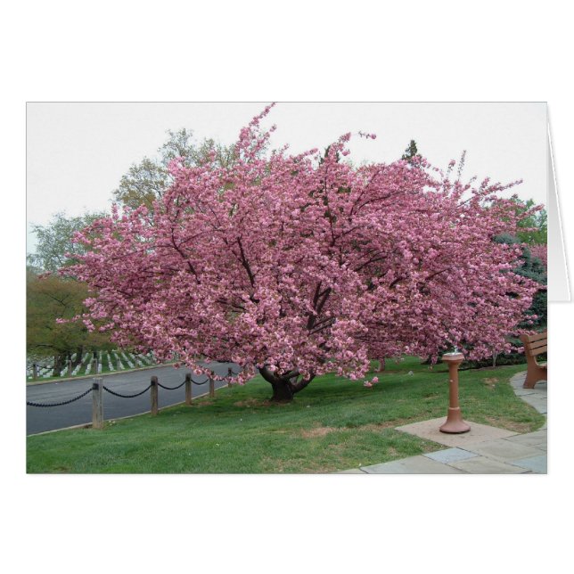 Cherry Tree (Voorkant Horizontaal)
