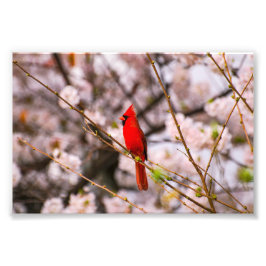 Cherry Tree Bird Foto Afdruk