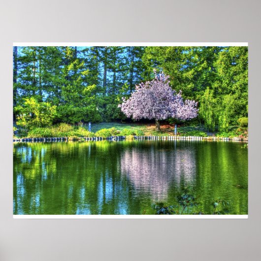 Cherry Tree Blossom Poster (Voorkant)