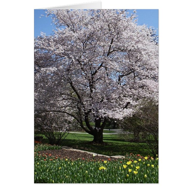 Cherry Tree Card (Voorkant)