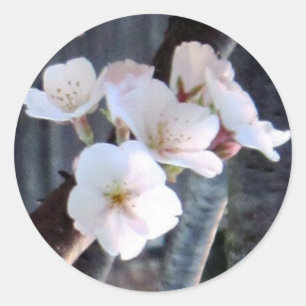 Cherry Tree Flower Ronde Sticker