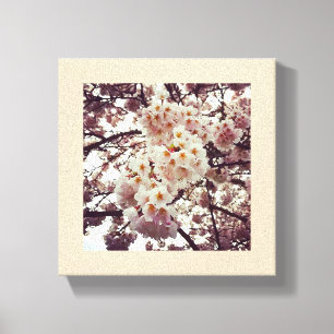 Cherry Tree in Bloom, Oregon Canvas Afdruk