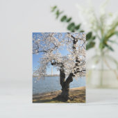 Cherry Tree met witte bloesems Briefkaart (Staand voorkant)