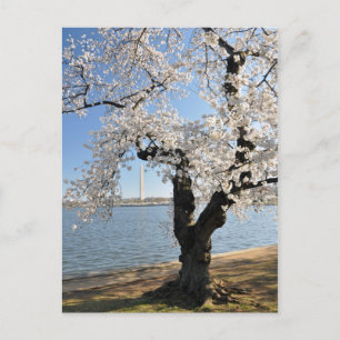 Cherry Tree met witte bloesems Briefkaart