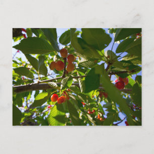 Cherry Tree (Michigan) Briefkaart