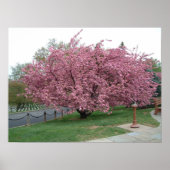 Cherry Tree Poster (Voorkant)