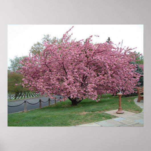 Cherry Tree Poster (Voorkant)
