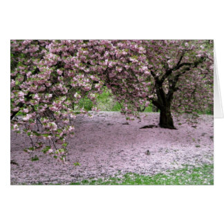 Cherry Trees Blossom Spring in Central Park