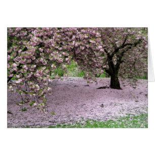 Cherry Trees Blossoms Printemps à Central Park
