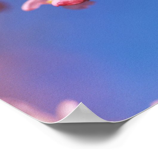 Cherryblossom Poster (Hoek)
