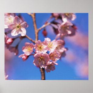 Cherryblossom Poster