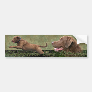 Chesapeake Bay Retriever bumpersticker