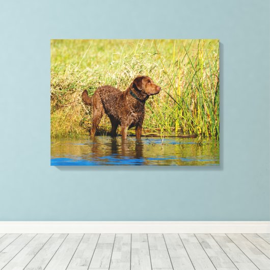 Chesapeake Bay Retriever Hunting Dog Canvas Wrap (Insitu (Houten vloer))