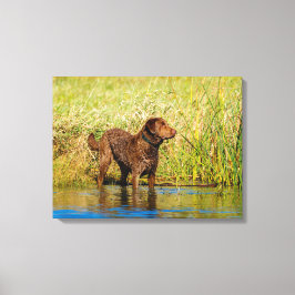 Chesapeake Bay Retriever Hunting Dog Canvas Wrap Afdruk