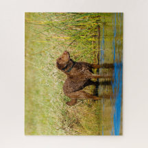 Chesapeake Bay Retriever Hunting Dog Jigzaag Puzzl