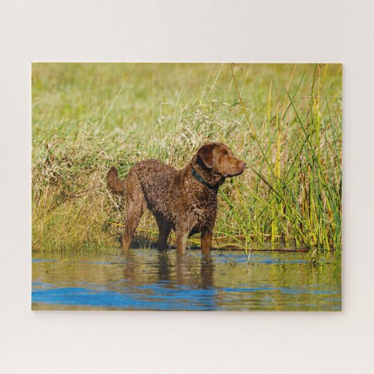 Chesapeake Bay Retriever Hunting Dog Jigzaag Puzzl Legpuzzel (Horizontaal)