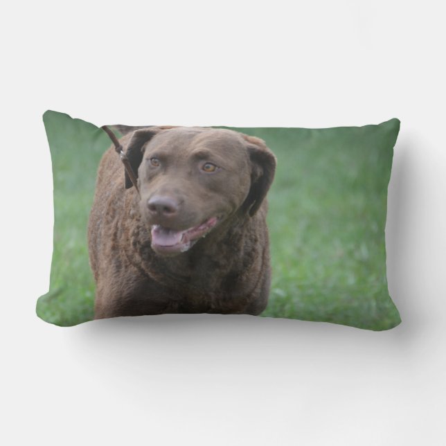 Chesapeake Bay Retriever Kussen (Voorkant)