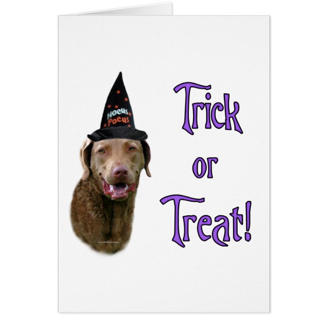 Chesapeake Bay Retriever Trick (Voorkant)