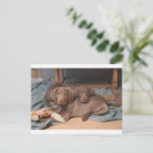 Chesapeake Bay Retrievers Briefkaart (Staand voorkant)