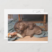 Chesapeake Bay Retrievers Briefkaart (Voorkant / Achterkant)