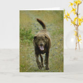 Chesapeake de Retriever van de Baai, Nederlandse Kaart (Gele Bloem)
