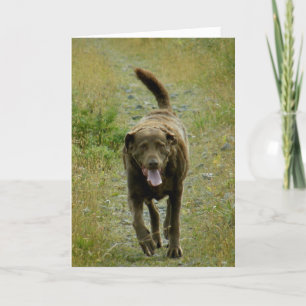 Chesapeake de Retriever van de Baai, Nederlandse Kaart