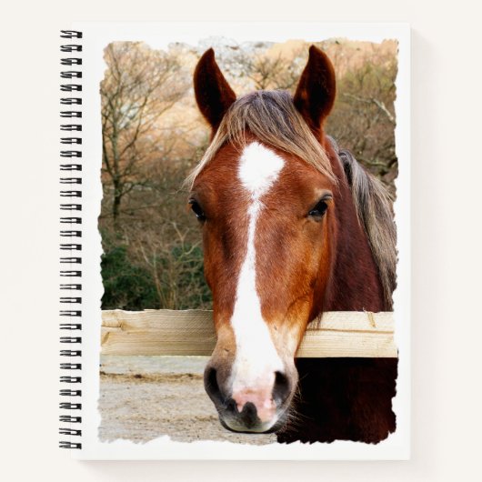 CHESNUT HORSE NOTITIEBOEK (Voorkant)