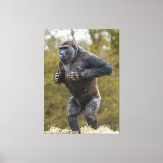 Chest Beating Gorilla Canvas Afdruk (Voorkant)