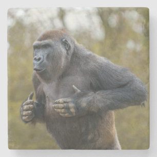 Chest Beating Gorilla Stenen Onderzetter