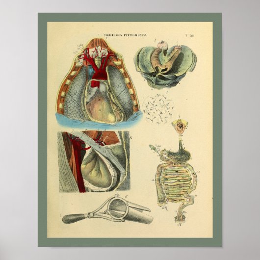 Chest Heart Lungs Anatomy Medical Art Print (Voorkant)