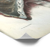 Chest Lung Anatomy Print (Hoek)