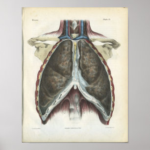 Chest Lung  Anatomy Print