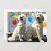 Chester en Lilly - GoldenDoodle -7 Briefkaart (Voorkant / Achterkant)