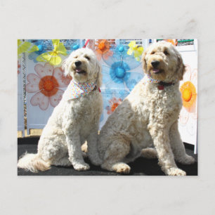 Chester en Lilly - GoldenDoodle -7 Briefkaart