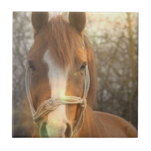 Chestnut Arab Horse Tile Tegeltje