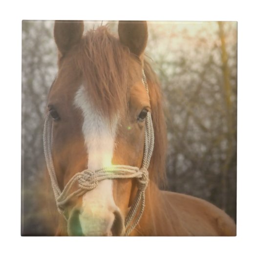 Chestnut Arab Horse Tile Tegeltje (Voorkant)