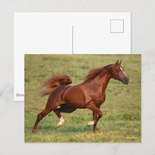 Chestnut Arab Stallion Mane en Tail stromend Briefkaart