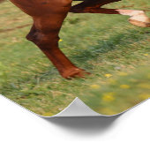 Chestnut Arab Stallion Mane en Tail stromend Poster (Hoek)