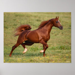 Chestnut Arab Stallion Mane en Tail stromend Poster