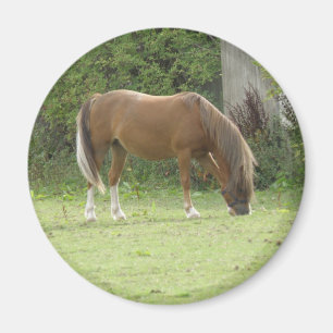 Chestnut Brown Horse Grazing Magnet Magneet