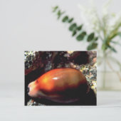 Chestnut cowrie (Cypraea spadicea) Shell Briefkaart (Staand voorkant)