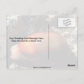 Chestnut cowrie (Cypraea spadicea) Shell Briefkaart (Achterkant)