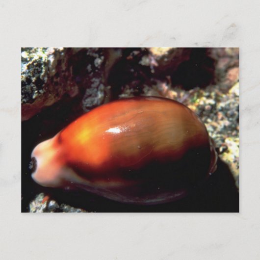 Chestnut cowrie (Cypraea spadicea) Shell Briefkaart (Voorkant)