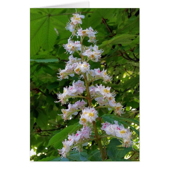 chestnut flower (Devant)