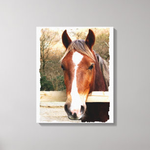 CHESTNUT HORSE CANVAS AFDRUK