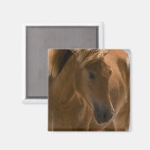 Chestnut Horse Design Magnet Carré (Recto/Verso)
