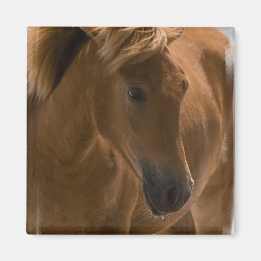 Chestnut Horse Design Magnet Carré (Devant)