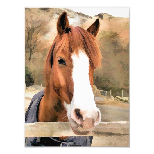 CHESTNUT HORSE FOTO AFDRUK (Voorkant)