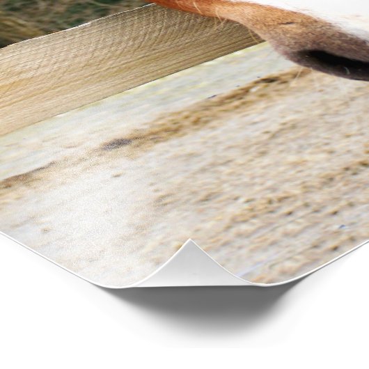 CHESTNUT HORSE FOTO AFDRUK (Hoek)